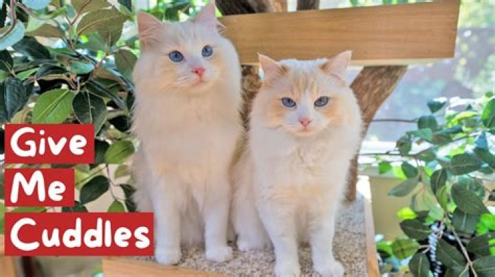 What is the most loving cat?