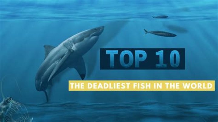 What is the most ordered fish in the world?