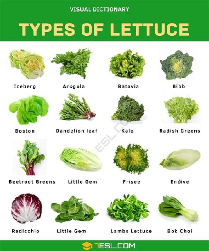 What is the most popular American lettuce?