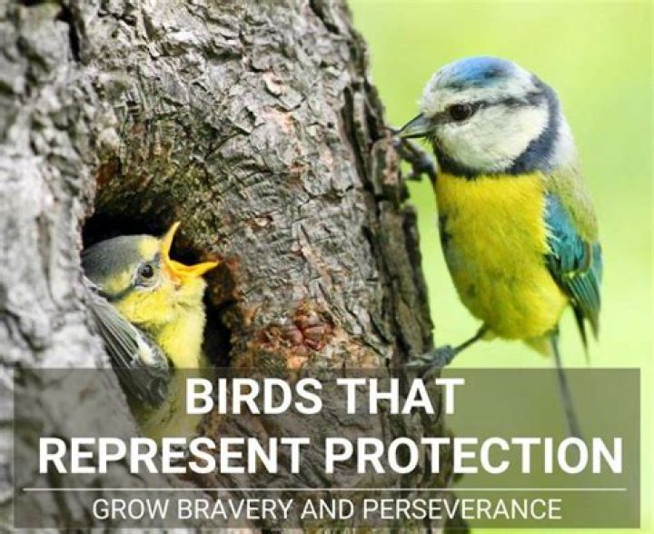 What is the most protective bird?