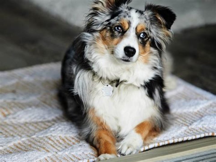 What is the most protective small dog?