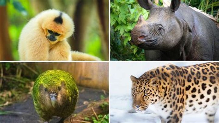What is the most rarest animal 2021?