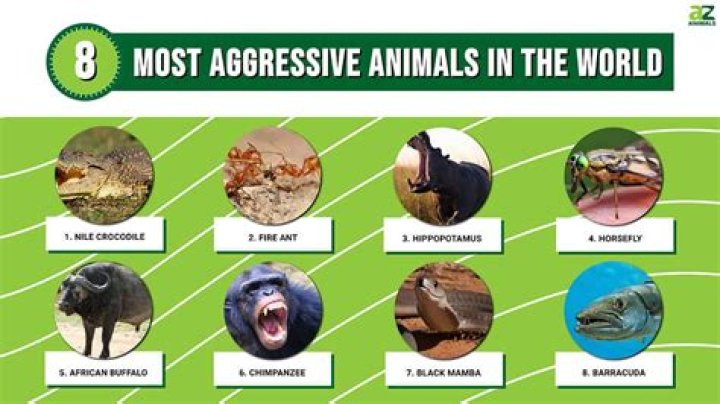 What is the most vicious animal in the world?