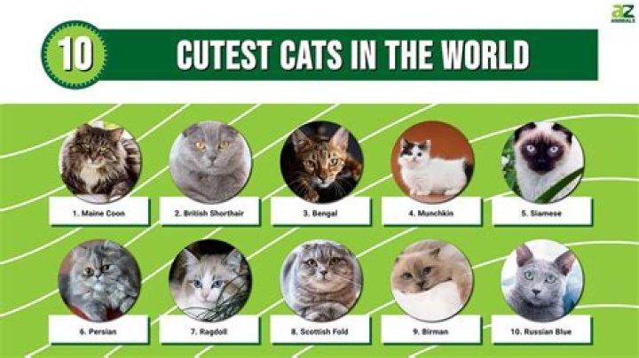 What is the nicest cat in the world?