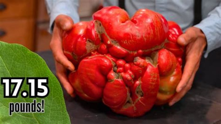 What is the oldest tomato in the world?