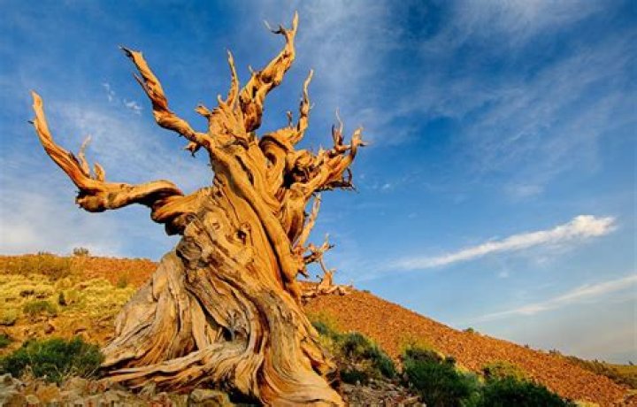 What is the oldest tree on Earth?