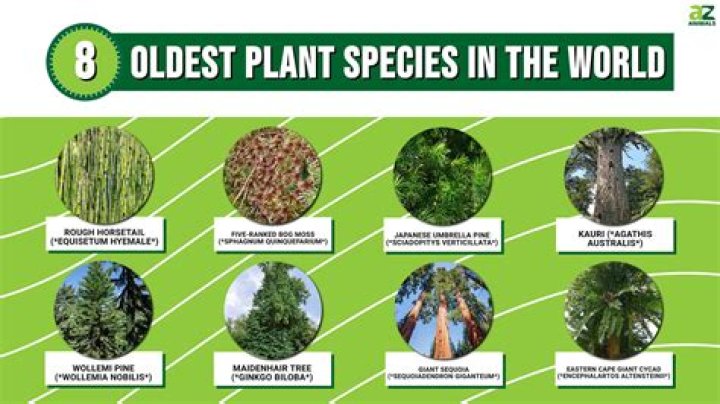 What is the oldest type of patrol?