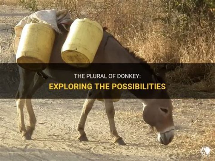 What is the plural of donkey?