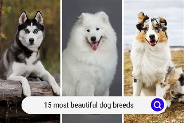 What is the prettiest dog mix?