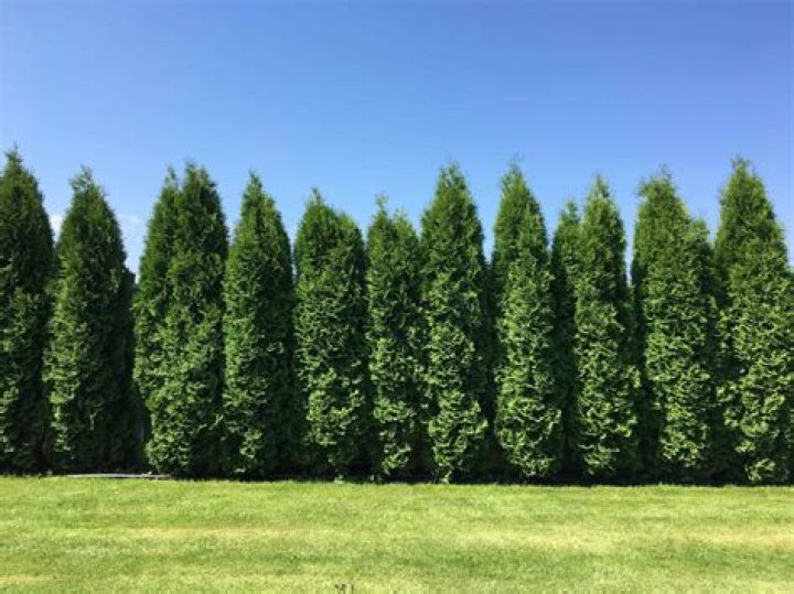 What is the problem with leylandii?