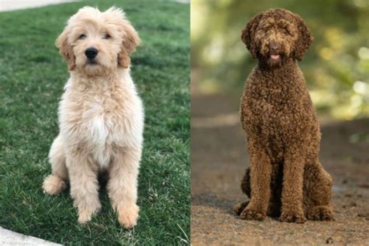 What is the rare Goldendoodle color?