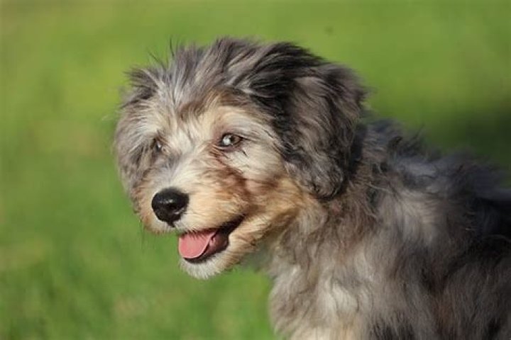 What is the rarest color Bernedoodle?