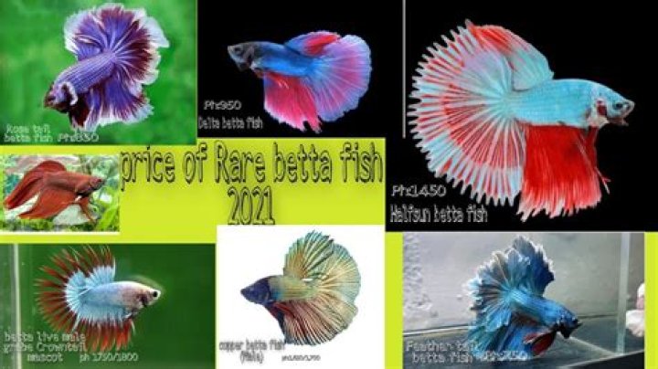 What is the rarest color of betta fish?