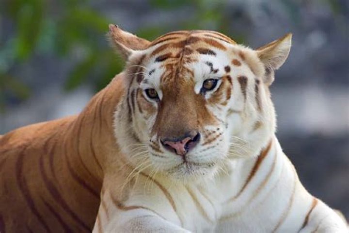 What is the rarest color tiger?