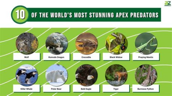 What is the rarest predator in the world?
