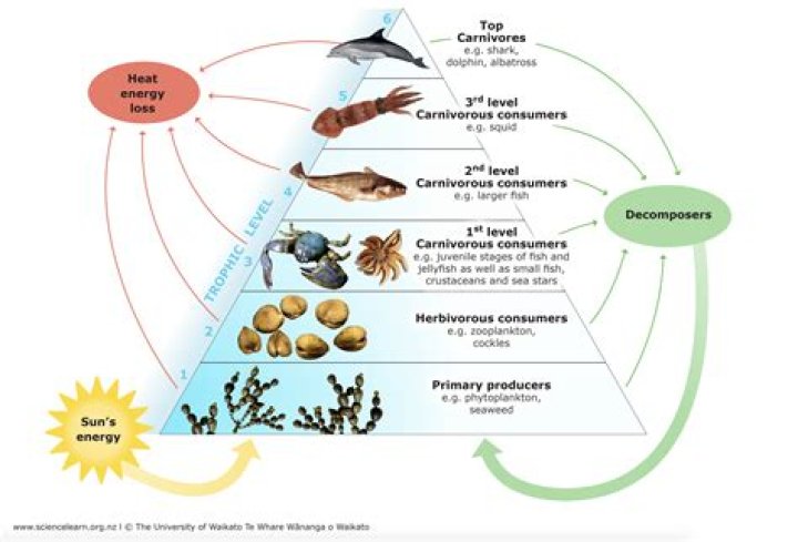 What is the relationship between the trophic level and the amount of DDT found in the body of these organisms?