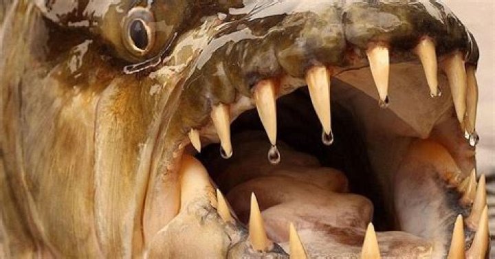 What is the scariest fish ever?