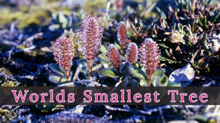 What is the shortest tree on Duolingo?