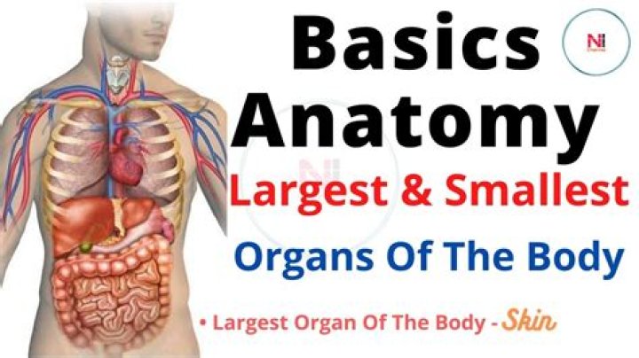 What is the smallest organ in body?