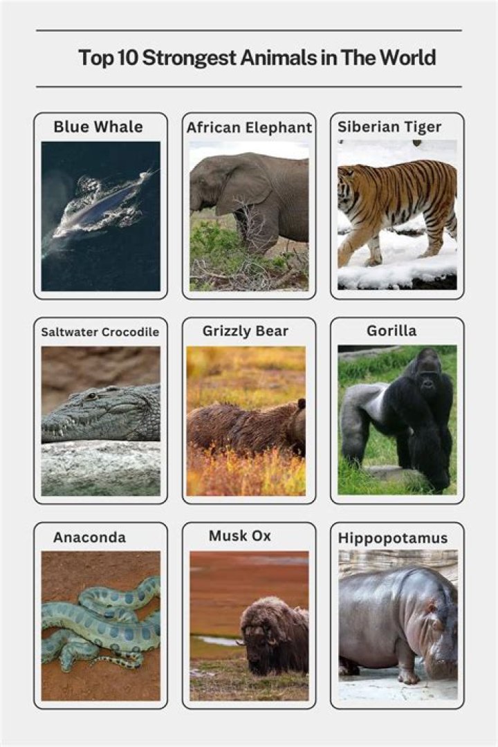 What is the strongest animal in the world in a fight?