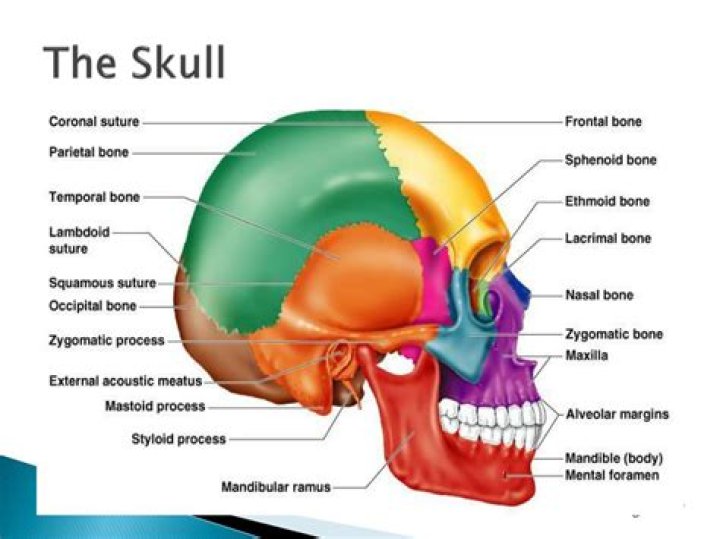 What is the strongest part of the skull?