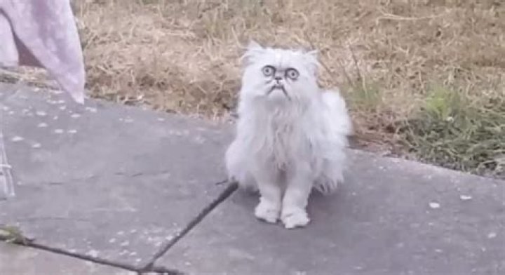 What is the ugliest cat?