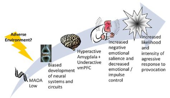 What is the warrior gene?