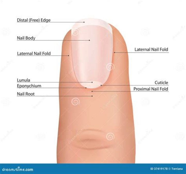 What is the white part at the bottom of your nail?
