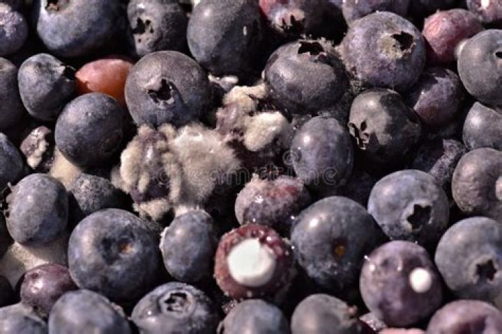 What is the white stuff on blueberries?