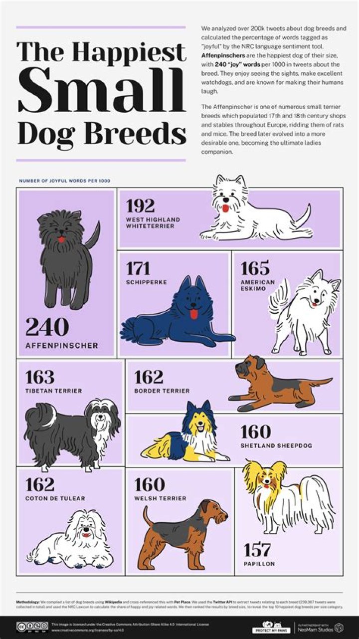 What is the Yappiest dog?