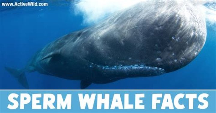 What is whale Sperm called?