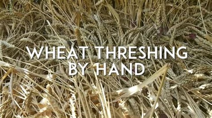 What is wheat threshing?
