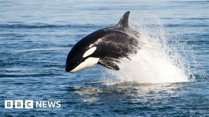 What kills an orca?