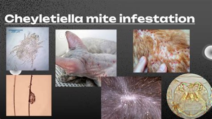 What kills Cheyletiella mites in home?