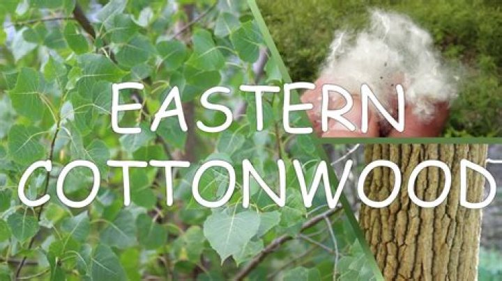 What kills cottonwood trees?