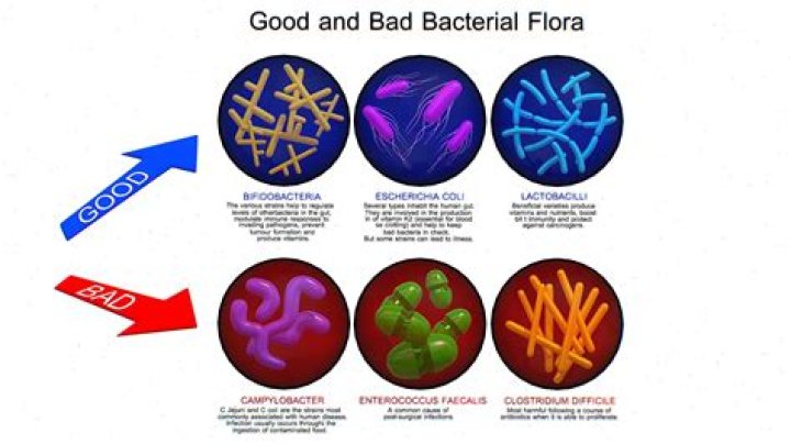 What kills gut flora?