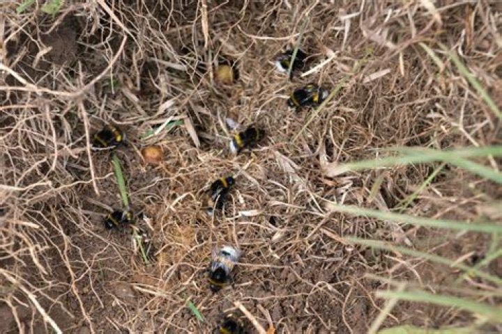 What kind of bees hover over grass?