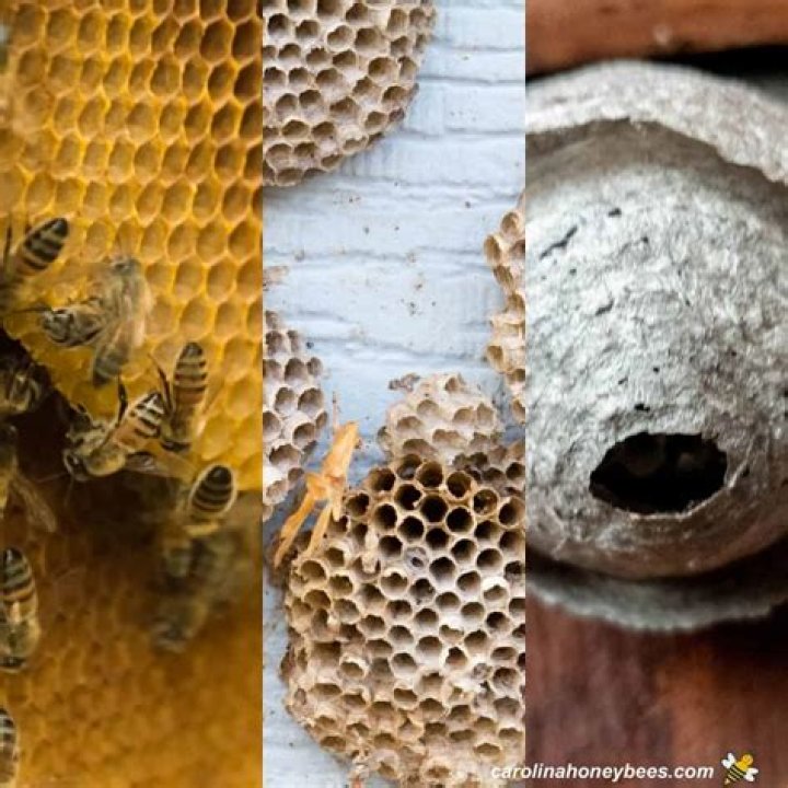 What kind of bees make nests in walls?