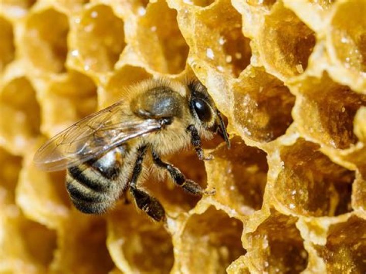 What kind of bees make the best honey?