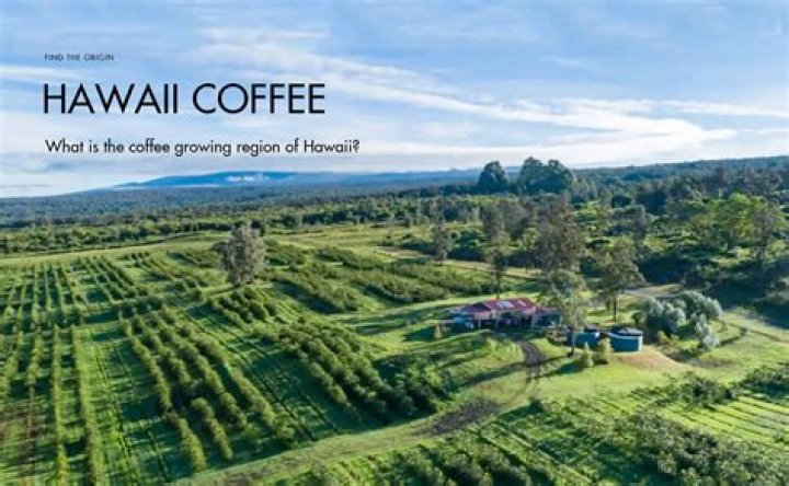 What kind of coffee is grown in Guatemala?