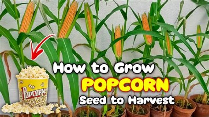 What kind of corn is used to grow popcorn?