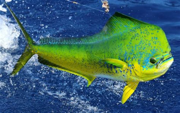 What kind of fish is mahi-mahi?