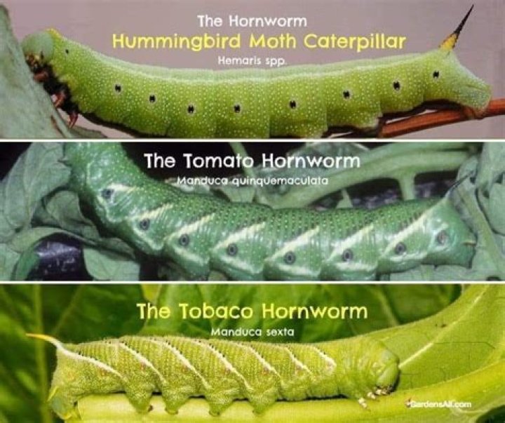 What kind of moth do tomato worms turn into?