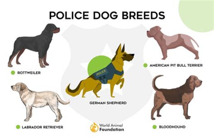 What language do police dogs respond to?