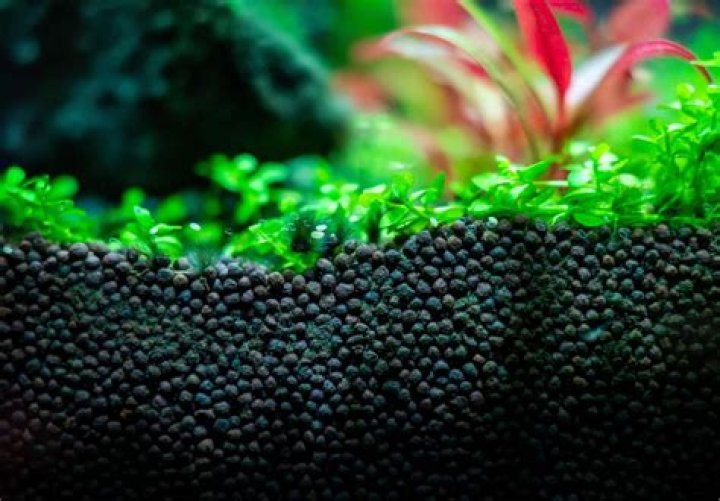 What LED color is best for aquarium plants?