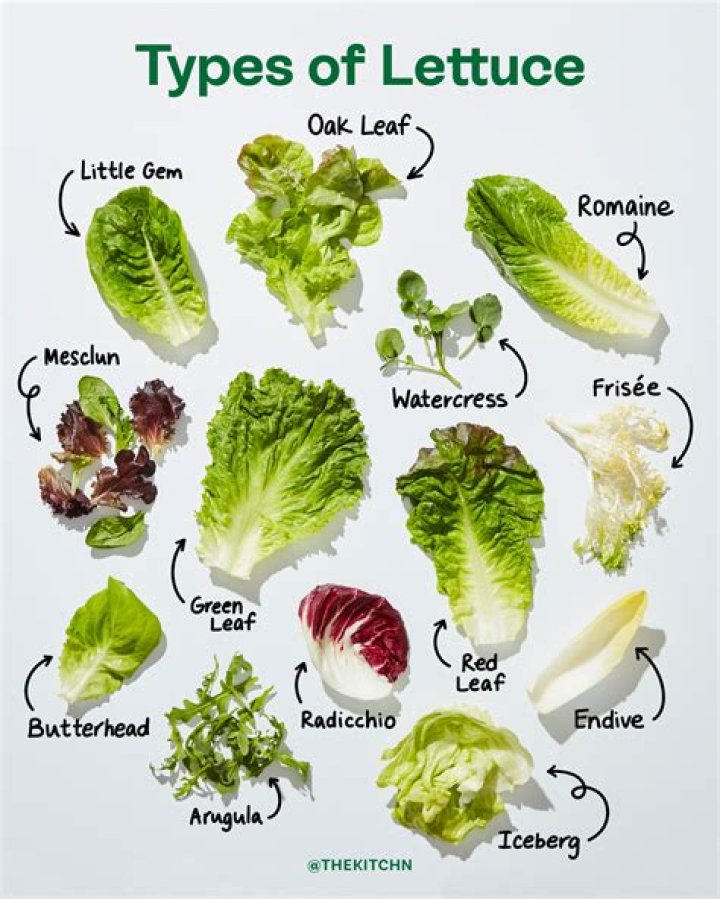 What lettuce makes the best salad?