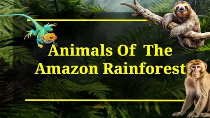 What lives in the Black Forest?