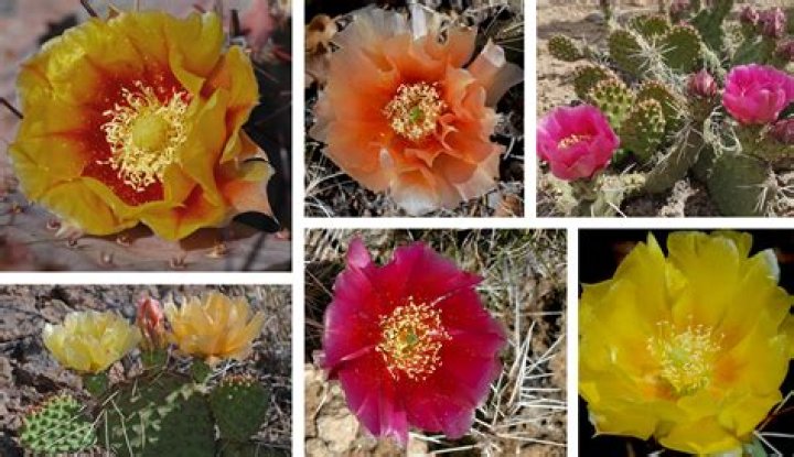 What month does cactus bloom?