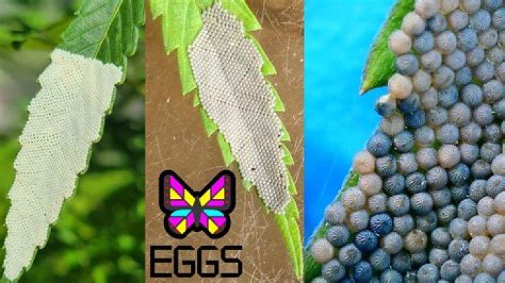 What moth lays eggs for tomato worms?