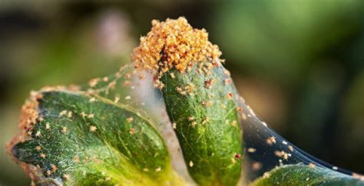 What naturally kills mites?